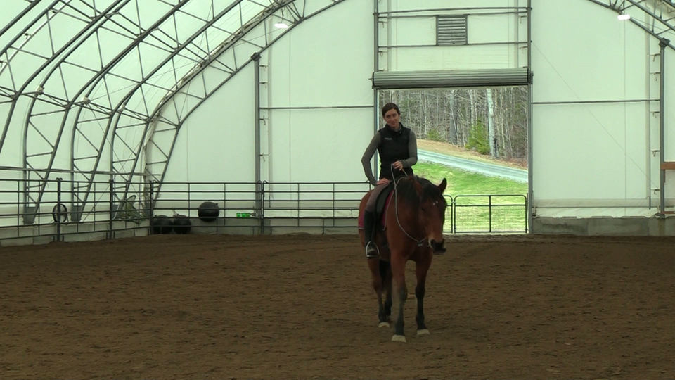 Canter Speed Transitions - Bridleless Body Engagement